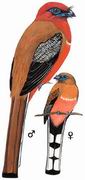 ͷҧ Red-headed Trogon