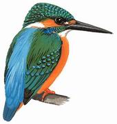 ͨ Common Kingfisher