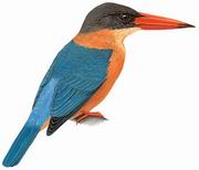  Stork-billed Kingfisher