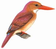  Ruddy Kingfisher