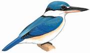  Collared Kingfisher