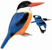  Black-capped Kingfisher