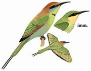 ̺仢 Little Green Bee-eater