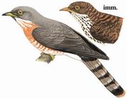 ͨӥ Common Hawk Cuckoo