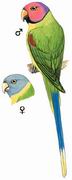 ͷ Blossom-headed Parakeet