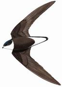 ׺β White-throated Needletail