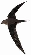  Asian Palm swift