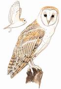 ^ Barn Owl