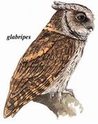 ^ Collared Scops Owl