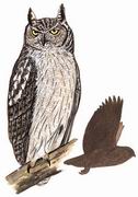 ڵ^ Dusky Horned owl