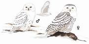 ѩ^ Snowy Owl