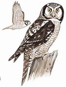 ^ Northern Hawk Owl