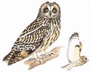 ̶^ Short-eared Owl