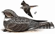 ͨҹӥ Grey Nightjar