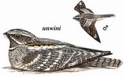 ŷҹӥ Eurasian Nightjar