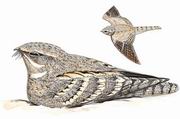 ҹӥ Egyptian Nightjar