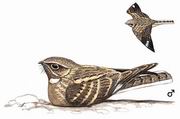 ҹӥ Savannah Nightjar