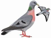 ŷ Stock Pigeon