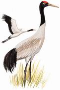 ھ Black-necked Crane